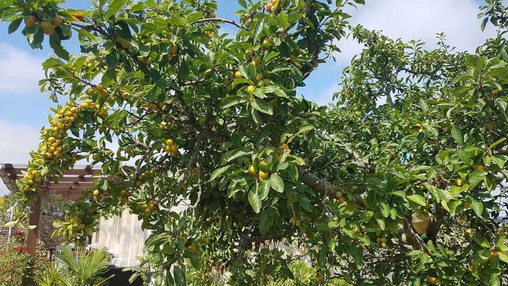 Le Relais De Launay Ploubazlanec Ngoại thất bức ảnh